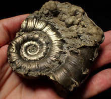 Load image into Gallery viewer, Large chunky pyrite Eteoderoceras (Eoderoceras) ammonite fossil (105mm)
