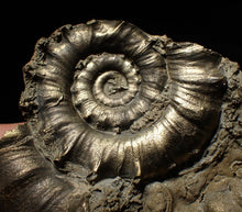 Load image into Gallery viewer, Large chunky pyrite Eteoderoceras (Eoderoceras) ammonite fossil (105mm)
