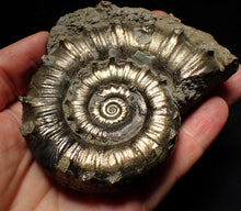 Load image into Gallery viewer, Large pyrite Eteoderoceras (Eoderoceras) ammonite fossil (100mm)
