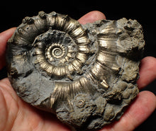 Load image into Gallery viewer, Large pyrite Eteoderoceras (Eoderoceras) ammonite fossil (100mm)
