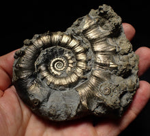 Load image into Gallery viewer, Large pyrite Eteoderoceras (Eoderoceras) ammonite fossil (100mm)
