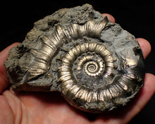 Load image into Gallery viewer, Large pyrite Eteoderoceras (Eoderoceras) ammonite fossil (100mm)
