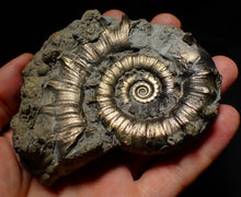 Load image into Gallery viewer, Large pyrite Eteoderoceras (Eoderoceras) ammonite fossil (100mm)

