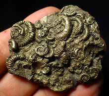 Load image into Gallery viewer, Large full pyrite multi-ammonite &amp; bivalve fossil (56 mm)
