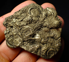 Load image into Gallery viewer, Large full pyrite multi-ammonite &amp; bivalve fossil (56 mm)
