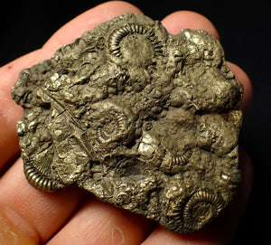 Large full pyrite multi-ammonite & bivalve fossil (56 mm)