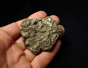 Large full pyrite multi-ammonite & bivalve fossil (56 mm)