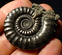 Load image into Gallery viewer, Large Crucilobiceras pyrite ammonite (45mm)
