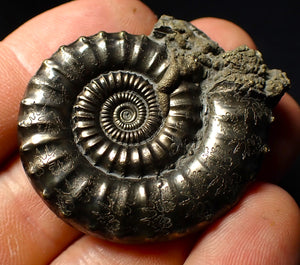 Large Crucilobiceras pyrite ammonite (45mm)