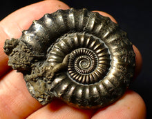 Load image into Gallery viewer, Large Crucilobiceras pyrite ammonite (45mm)
