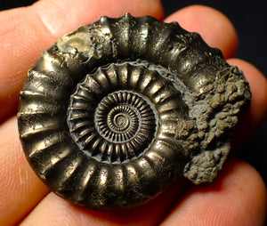 Large Crucilobiceras pyrite ammonite (45mm)