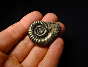 Large Crucilobiceras pyrite ammonite (40mm)