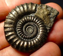 Load image into Gallery viewer, Large Crucilobiceras pyrite ammonite (40mm)
