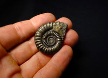 Load image into Gallery viewer, Large Crucilobiceras pyrite ammonite (40mm)
