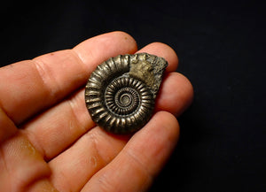 Large Crucilobiceras pyrite ammonite (40mm)