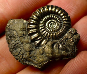 Perfect Crucilobiceras pyrite ammonite (31mm)