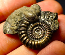 Load image into Gallery viewer, Perfect Crucilobiceras pyrite ammonite (31mm)
