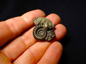 Perfect Crucilobiceras pyrite ammonite (31mm)