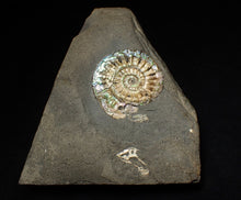 Load image into Gallery viewer, Subtly iridescent Caloceras display ammonite fossil 30mm
