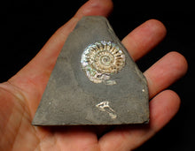 Load image into Gallery viewer, Subtly iridescent Caloceras display ammonite fossil 30mm

