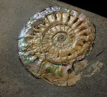 Load image into Gallery viewer, Subtly iridescent Caloceras display ammonite fossil 30mm
