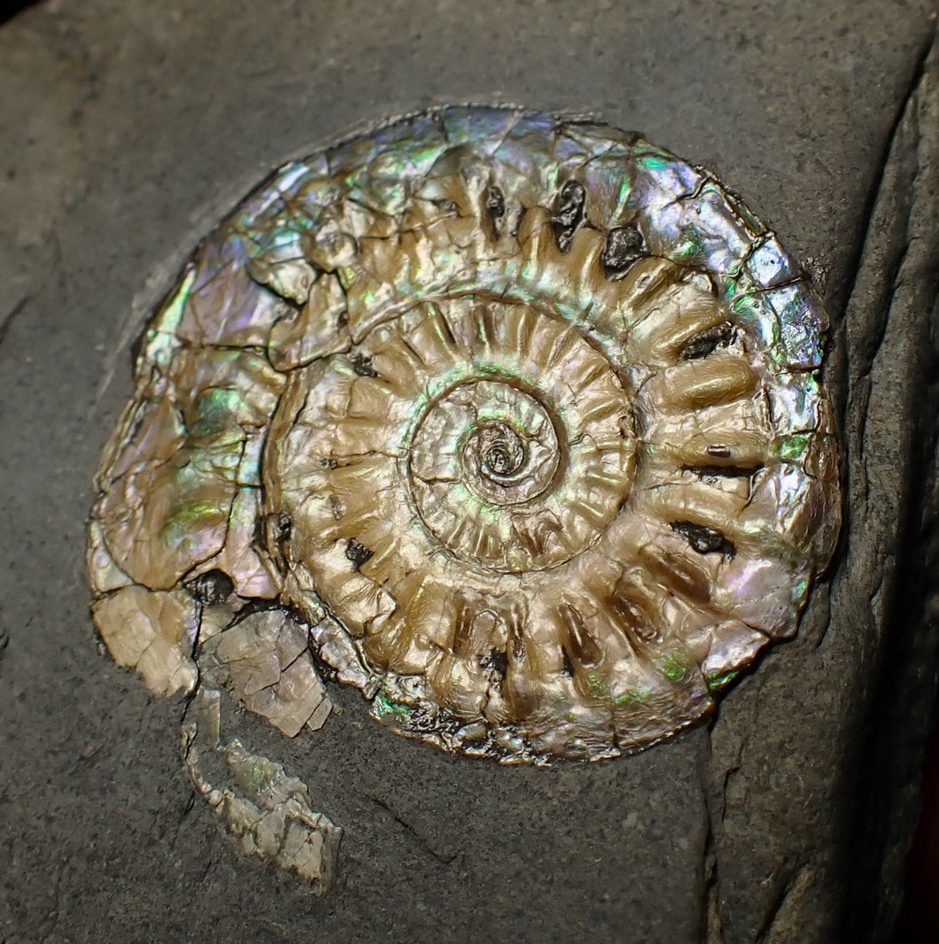 Subtly iridescent Caloceras display ammonite fossil 30mm