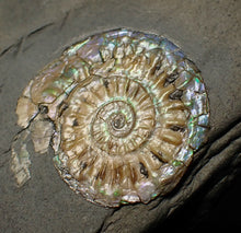 Load image into Gallery viewer, Subtly iridescent Caloceras display ammonite fossil 30mm
