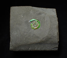 Load image into Gallery viewer, Tiny green iridescent Caloceras display ammonite fossil 13mm
