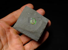 Load image into Gallery viewer, Tiny green iridescent Caloceras display ammonite fossil 13mm
