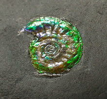 Load image into Gallery viewer, Tiny green iridescent Caloceras display ammonite fossil 13mm
