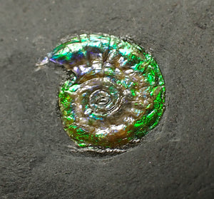 Tiny green iridescent Caloceras display ammonite fossil 13mm