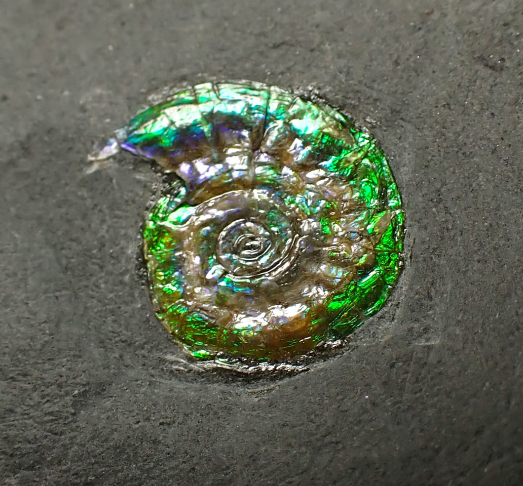 Tiny green iridescent Caloceras display ammonite fossil 13mm
