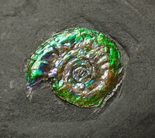Load image into Gallery viewer, Tiny green iridescent Caloceras display ammonite fossil 13mm
