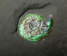 Load image into Gallery viewer, Tiny green iridescent Caloceras display ammonite fossil 13mm
