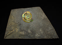 Load image into Gallery viewer, Rainbow iridescent Caloceras display ammonite fossil 27mm
