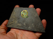Load image into Gallery viewer, Rainbow iridescent Caloceras display ammonite fossil 27mm
