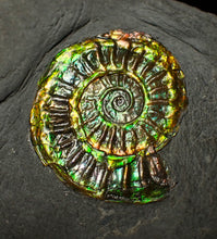 Load image into Gallery viewer, Rainbow iridescent Caloceras display ammonite fossil 27mm
