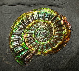 Rainbow iridescent Caloceras display ammonite fossil 27mm