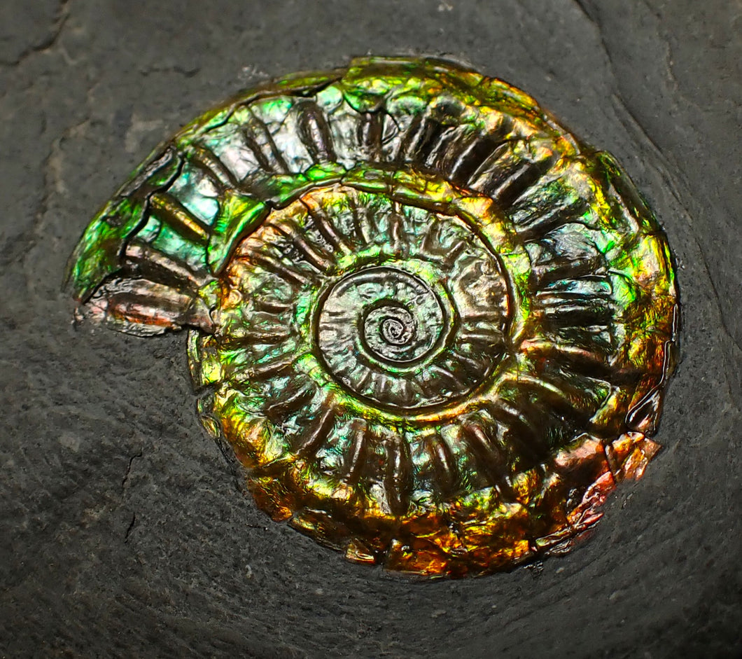 Rainbow iridescent Caloceras display ammonite fossil 27mm