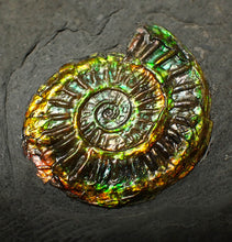Load image into Gallery viewer, Rainbow iridescent Caloceras display ammonite fossil 27mm
