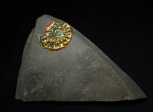 Load image into Gallery viewer, Rainbow iridescent Caloceras display ammonite fossil 23mm
