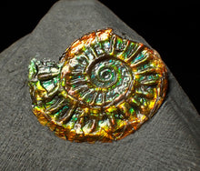 Load image into Gallery viewer, Rainbow iridescent Caloceras display ammonite fossil 23mm
