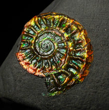 Load image into Gallery viewer, Rainbow iridescent Caloceras display ammonite fossil 23mm
