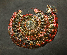 Load image into Gallery viewer, Red iridescent Caloceras display ammonite fossil 32mm
