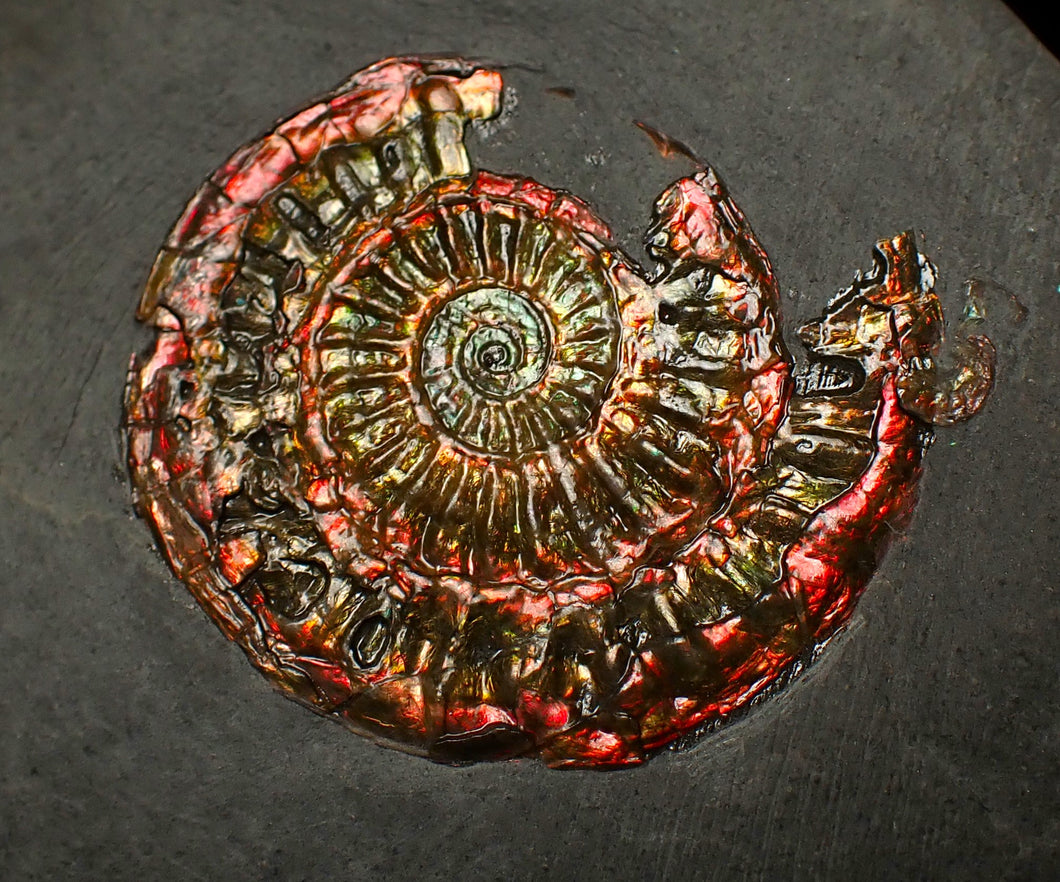 Red iridescent Caloceras display ammonite fossil 32mm