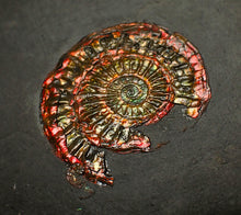 Load image into Gallery viewer, Red iridescent Caloceras display ammonite fossil 32mm

