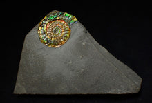 Load image into Gallery viewer, Rainbow iridescent Caloceras display ammonite fossil 30mm
