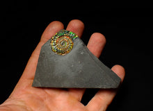 Load image into Gallery viewer, Rainbow iridescent Caloceras display ammonite fossil 30mm
