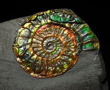 Load image into Gallery viewer, Rainbow iridescent Caloceras display ammonite fossil 30mm
