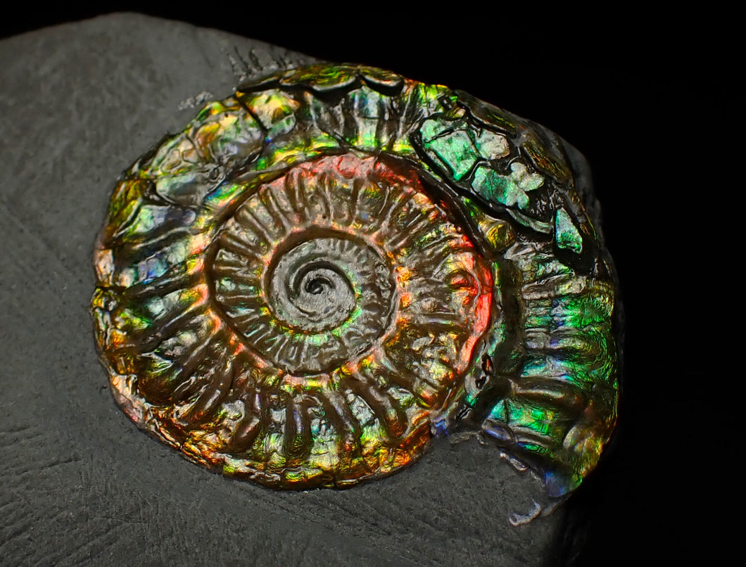 Rainbow iridescent Caloceras display ammonite fossil 30mm